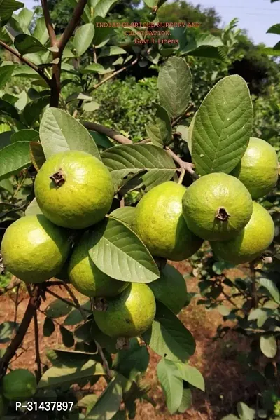 Natural Guava Plant-thumb4