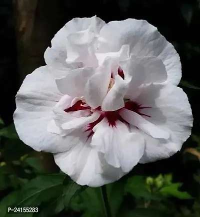 Hibiscus Plant-thumb0