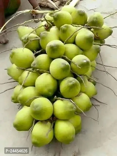 Natural Coconut Plant-thumb0