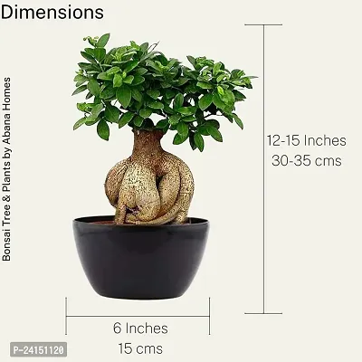 Ficus Bonsai Plant