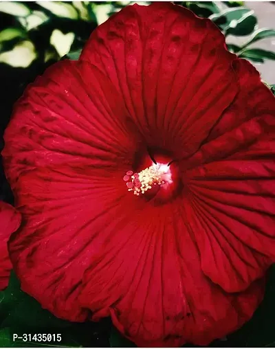 Natural Hibiscus Plant-thumb0