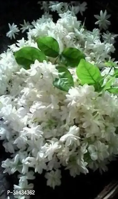 Natural Jasmine Plant-thumb0