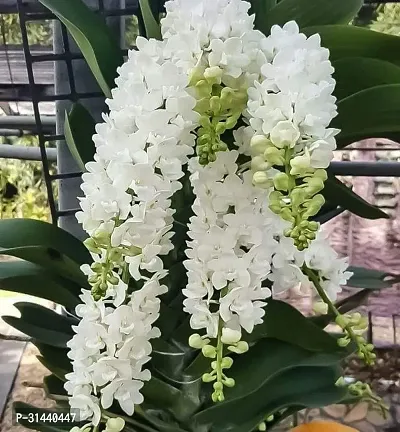 Natural Orchid Plant