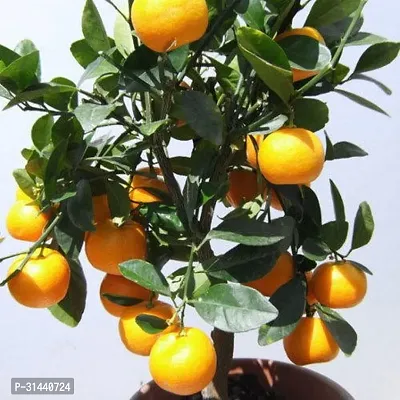 Natural Orange Plant-thumb0