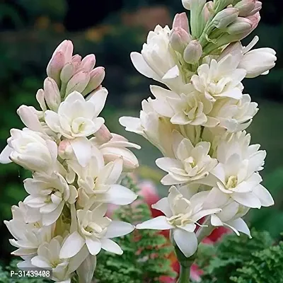 Natural Tuberose/Rajnigandha Plant-thumb0