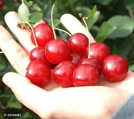 RoxburghS Cherry Plant