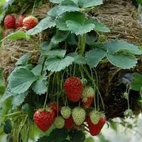 Strawberry Plant-thumb1