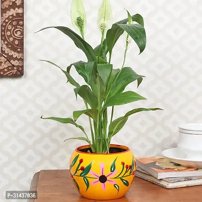 Natural Peace Lily Plant With Pot-thumb0