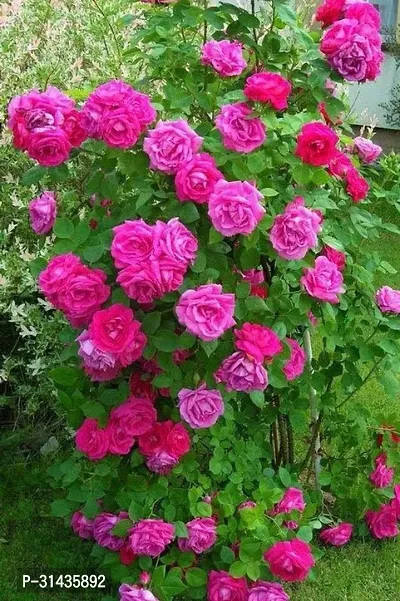 Natural Rose Plant-thumb0