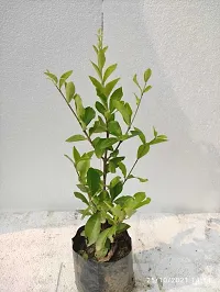 Natural Cherry Fruit Plant-thumb2