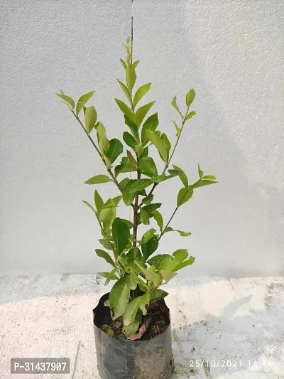 Natural Cherry Fruit Plant-thumb3