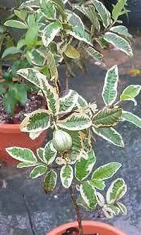 Natural Guava Plant-thumb3