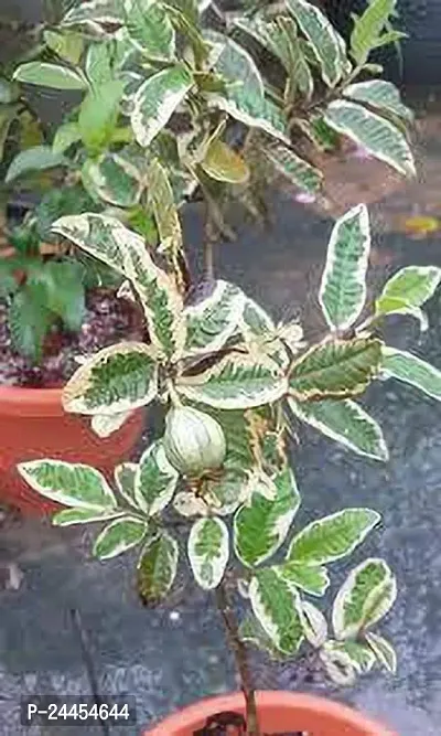 Natural Guava Plant-thumb4