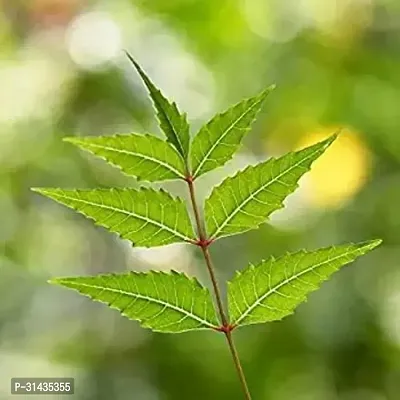 Natural Neem Plant-thumb3