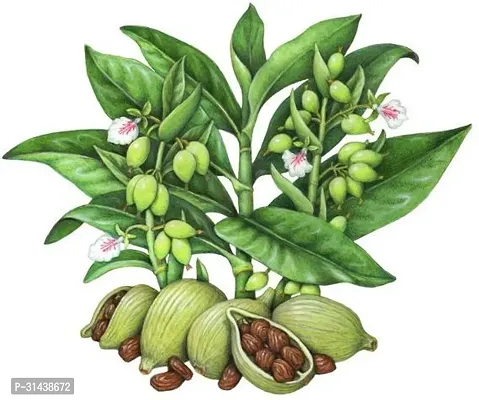 Natural Elaichi/Cardamom Plant-thumb0