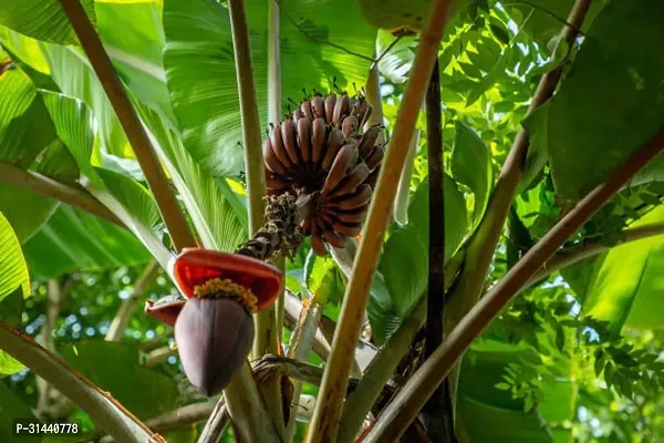 Natural Banana Plant-thumb2