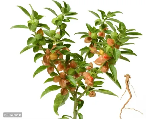 Natural Ashwagandha/Indian Ginseng Plant-thumb0