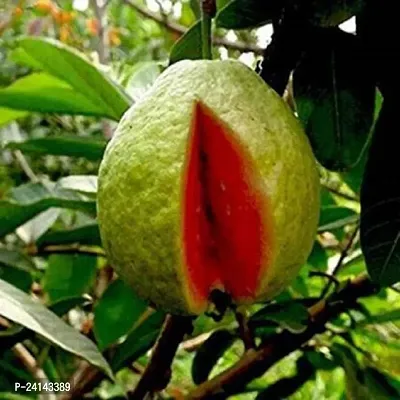 Guava Plant