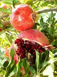 Natural Pomegranate Plant-thumb1