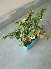 Jade Plant-thumb4