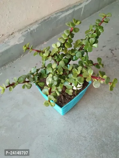 Jade Plant-thumb5