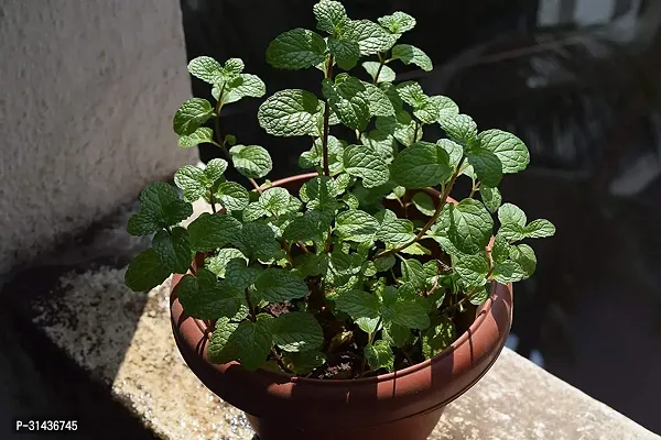 Natural Mint Plant-thumb0