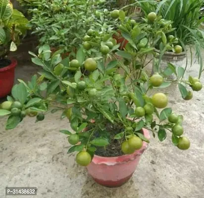 Natural Lemon Plant-thumb0