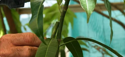 Natural Mango Plant-thumb1