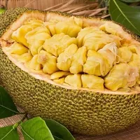 Natural Jackfruit Plant-thumb1