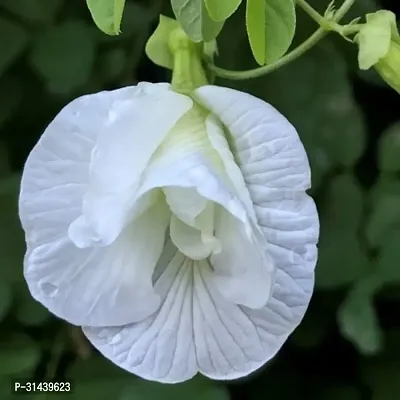 Natural Aparajita/ Butterfly Pea Plant-thumb0