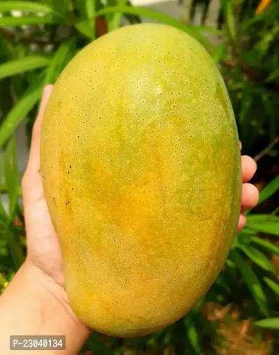 Natural Special Red Sinduri Rumani Mango Plant (Grafted) Healthy Live Plant,King Color Of Mango