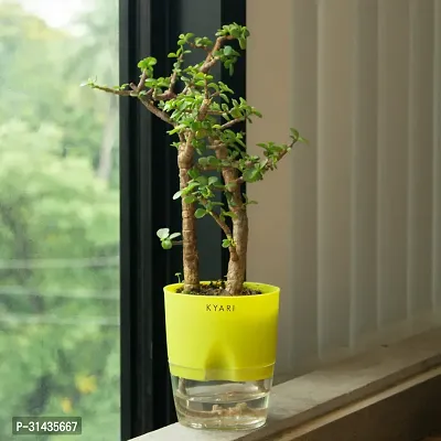 Natural Jade Plant