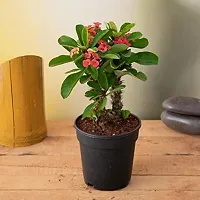 Natural Euphorbia Plant-thumb1