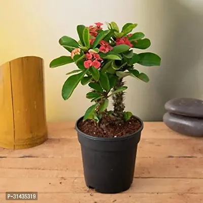 Natural Euphorbia Plant-thumb2