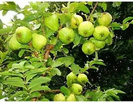 Natural Guava Plant-thumb4