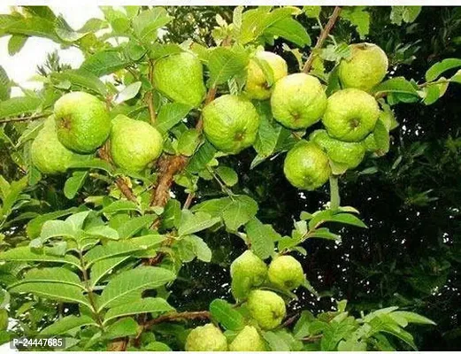 Natural Guava Plant-thumb5