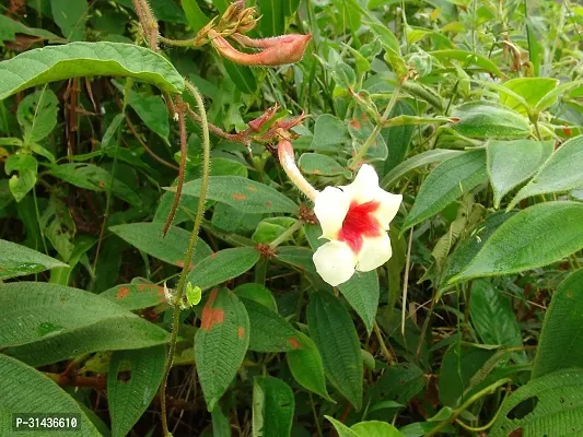 Natural Mandevilla Plant-thumb0