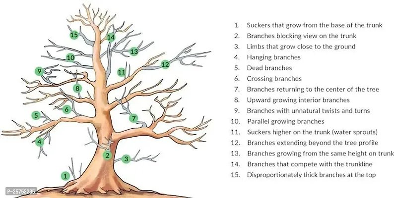 Madhu Kamini Plant-thumb5