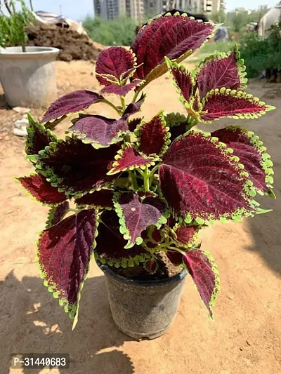 Natural Coleus Plant-thumb0