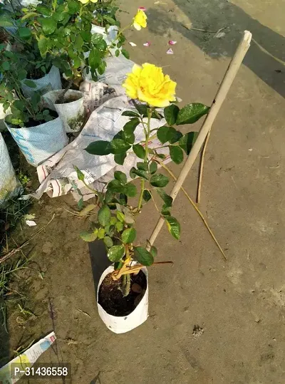 Natural Rose Plant