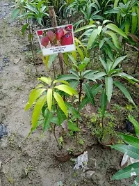 Natural Mango Plant-thumb2