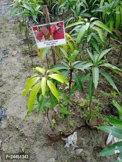 Natural Mango Plant-thumb3