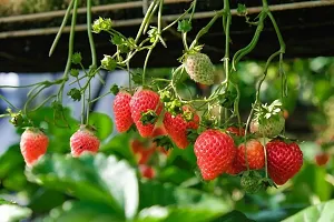 Strawberry Plant-thumb1