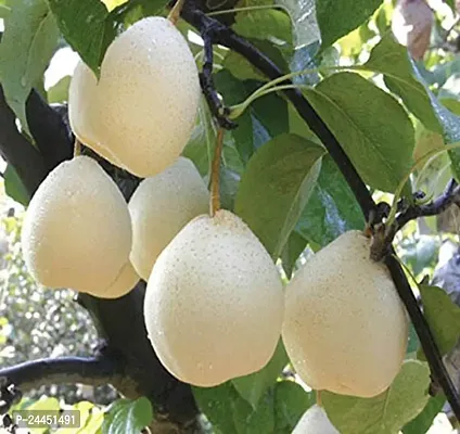 Natural Pear Plant
