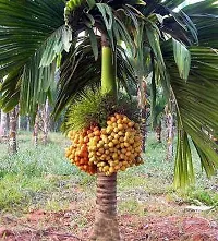 Betel Nut/Supari Plant-thumb1