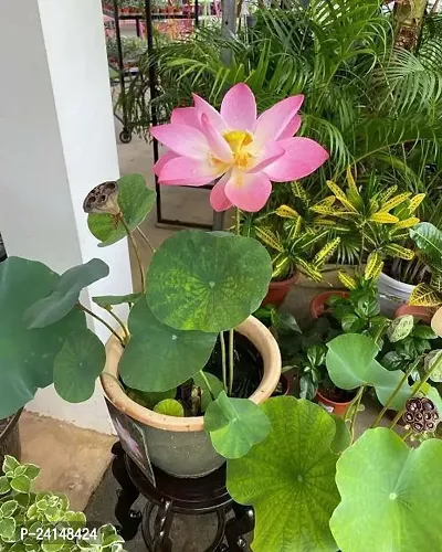 Lotus Plant