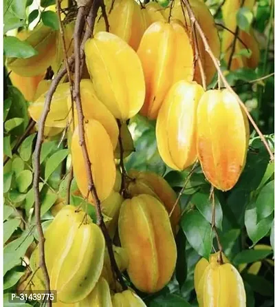 Natural Star Fruit Carambola Grafted Plant-thumb2