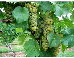 Natural Grape Plant-thumb3