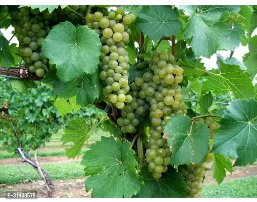 Natural Grape Plant-thumb4