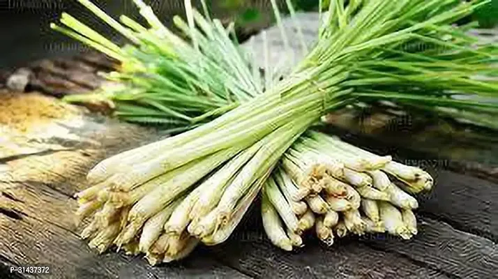 Natural Lemon Grass Plant-thumb0